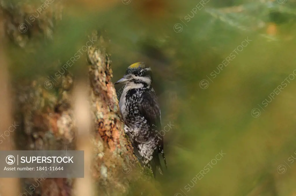 Eurasian Three_toed Woodpecker Picoides tridactylus perching on tree trunk, Bavarian Forest National Park, Bavaria, Germany