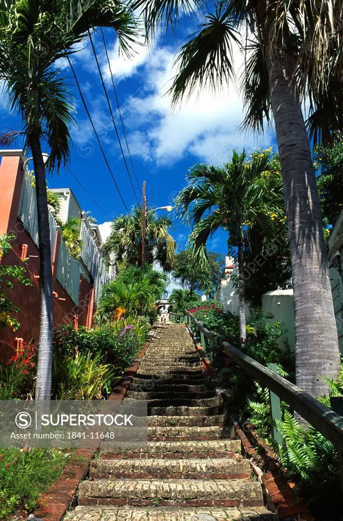 Low angle view of plants at both sides of staircase, Charlotte Amalie, St Thomas, Leeward Islands, US Virgin Islands