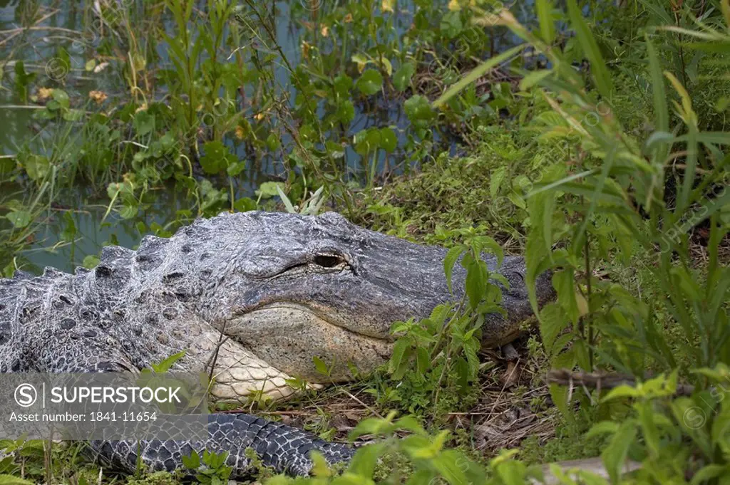 Close_up of American Alligator Alligator Mississippiensis in forest, Everglades National Park, Florida, USA