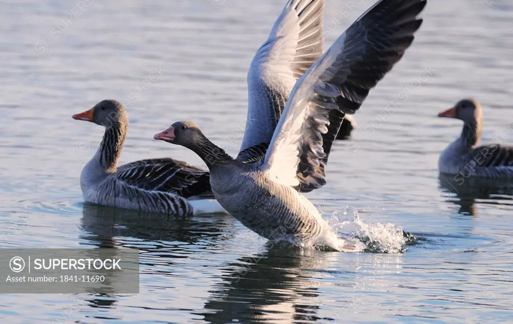 Close_up of Grey geese Anser anser floating on water, Munich, Bavaria, Germany