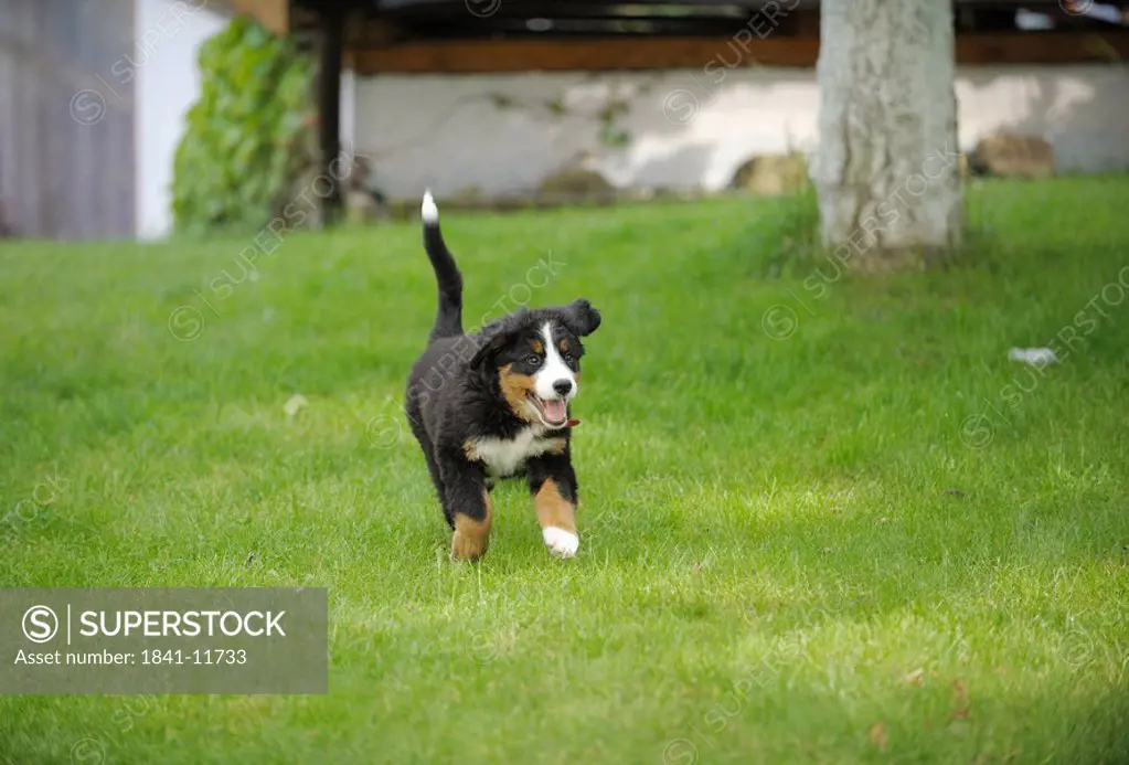 Bernese mountain dog puppy running on a meadow