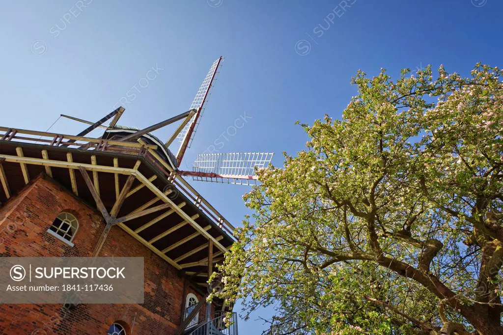 Wind mill on dyke, Jork, Altes Land, Lower Saxony, Germany, Europe