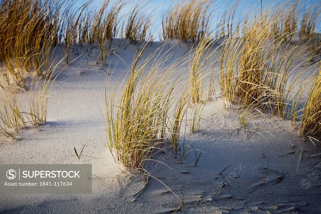 Dune grass, Sylt, Schleswig_Holstein, Germany, Europe