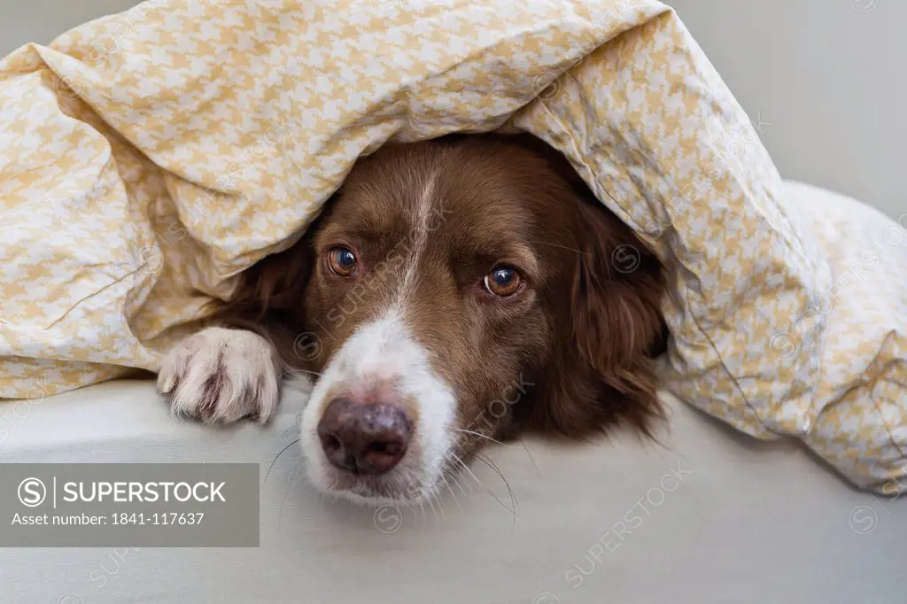Border Collie lying under a blanket