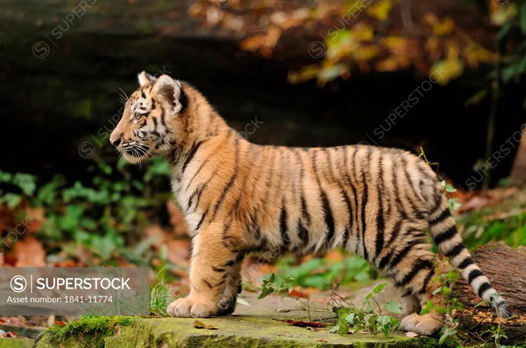Siberian tiger Panthera tigris altaica cub, zoological garden of Augsburg, Germany, side view