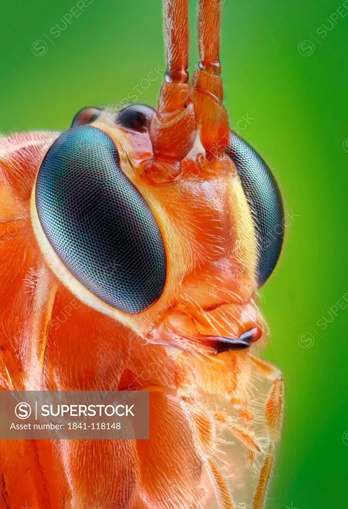 Head of an Ichneumon wasp, macro shot