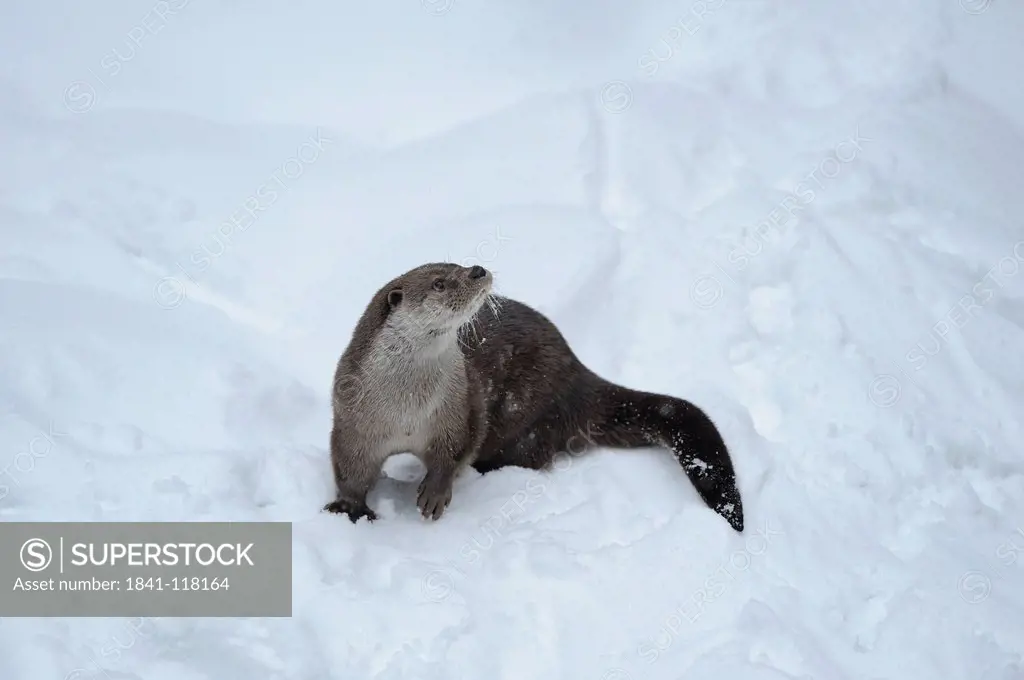Otter Lutra lutra in snow