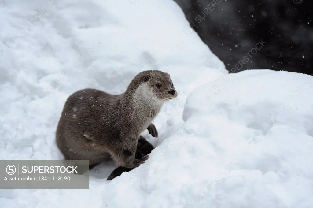 Otter Lutra lutra in snow