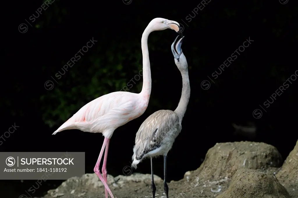 Two Greater Flamingo Phoenicopterus roseus