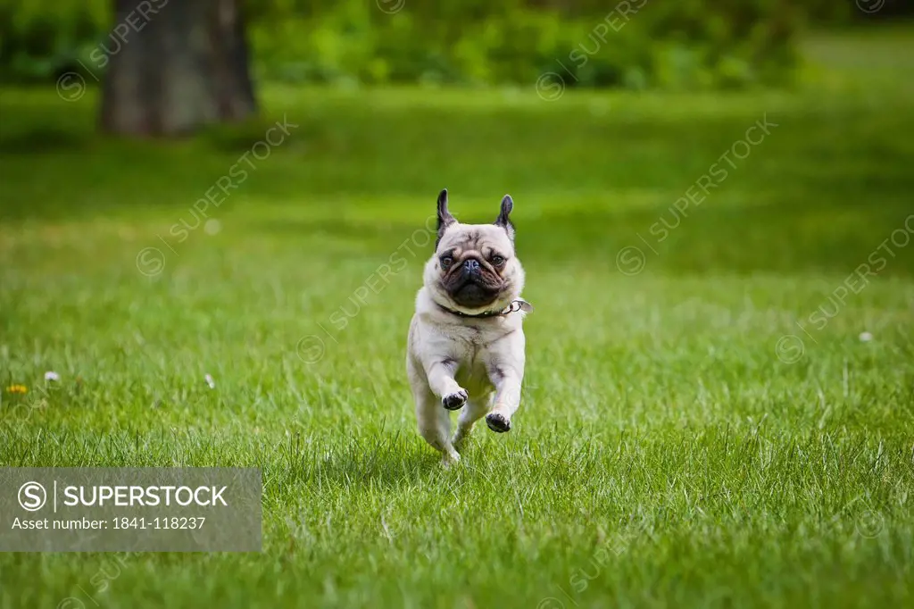 Young female pug dog running above lawn