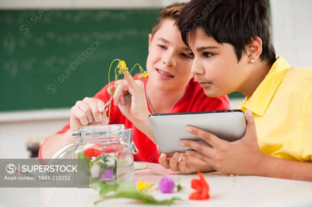 Two schoolboys examining blossoms in classroom