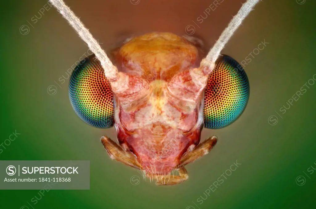 Head of a lacewing, macro shot
