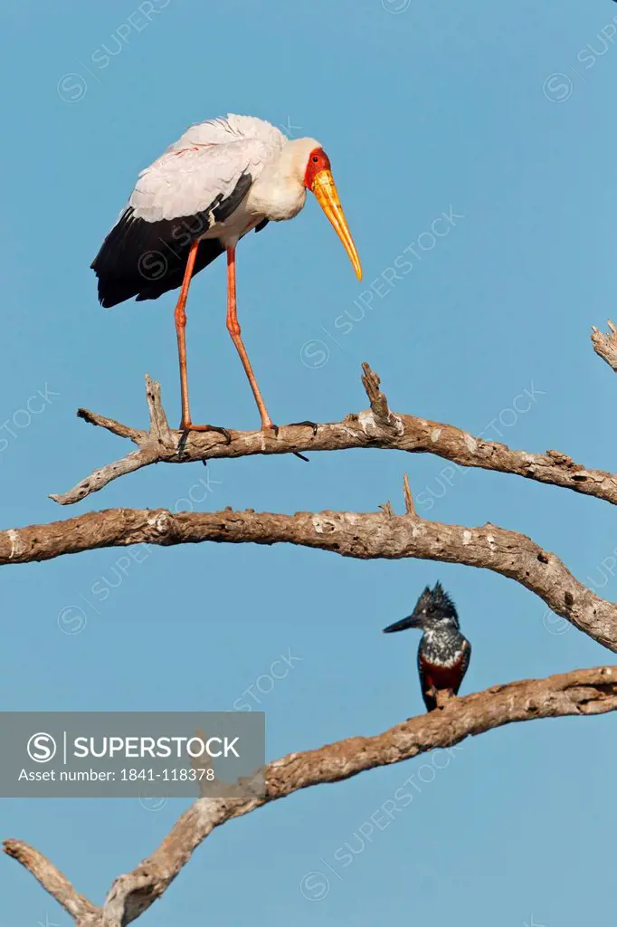 Yellow_billed Stork Mycteria ibis and Giant Kingfisher Megaceryle maxima on branch