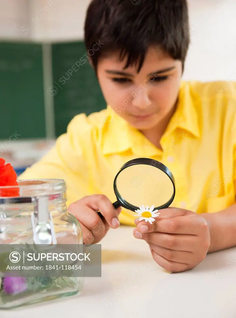 Schoolboy examining daisy in classroom