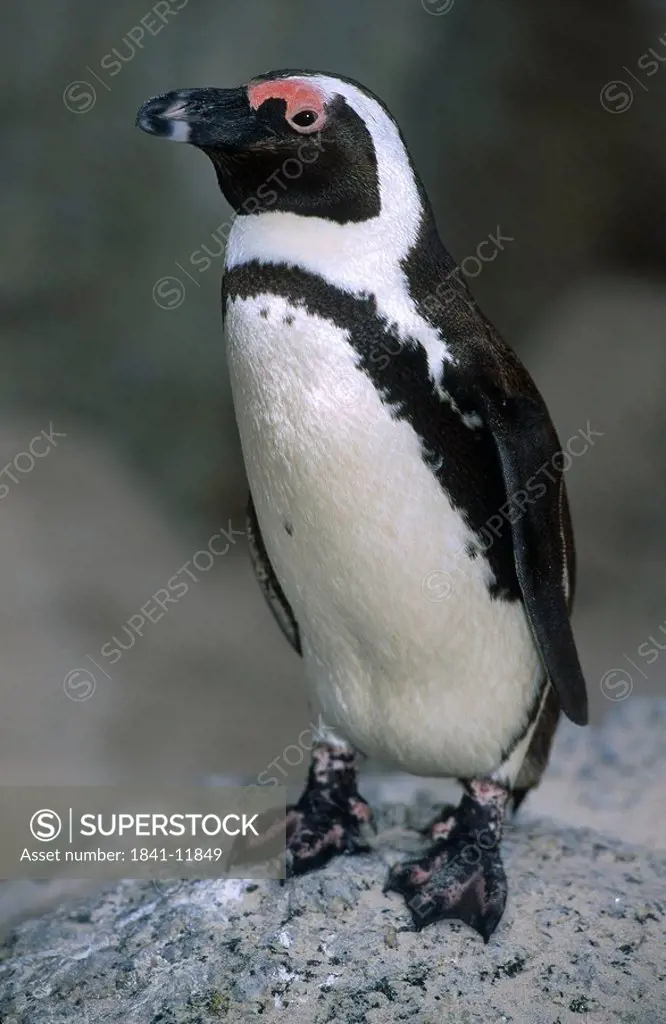Close_up of African Penguin Spheniscus demersus on rock