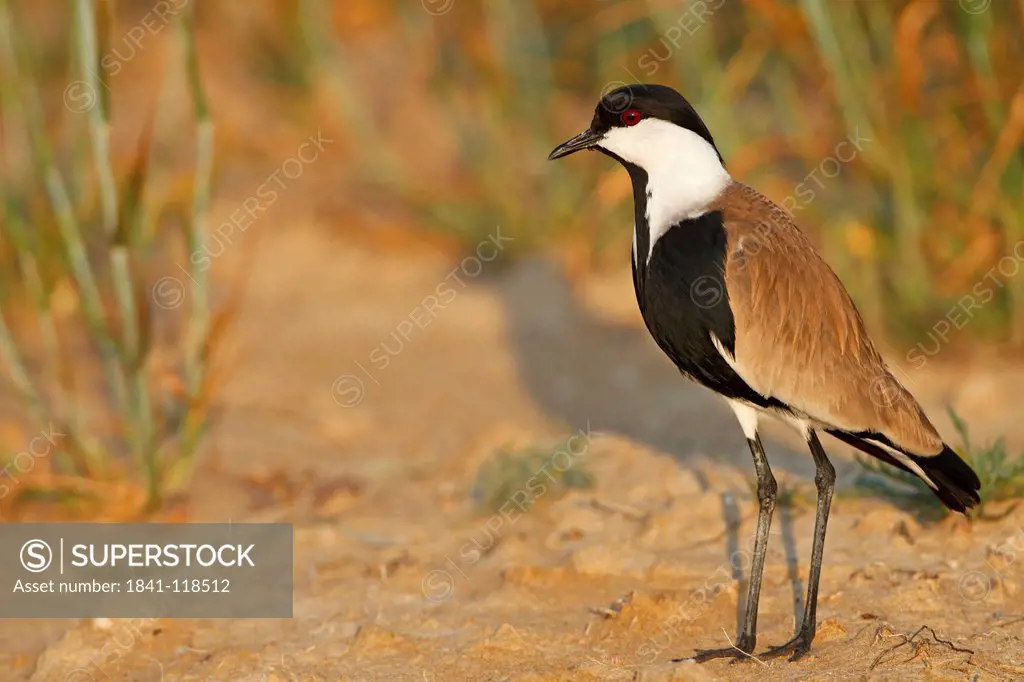 Spur_winged Lapwing Vanellus spinosus standing on ground
