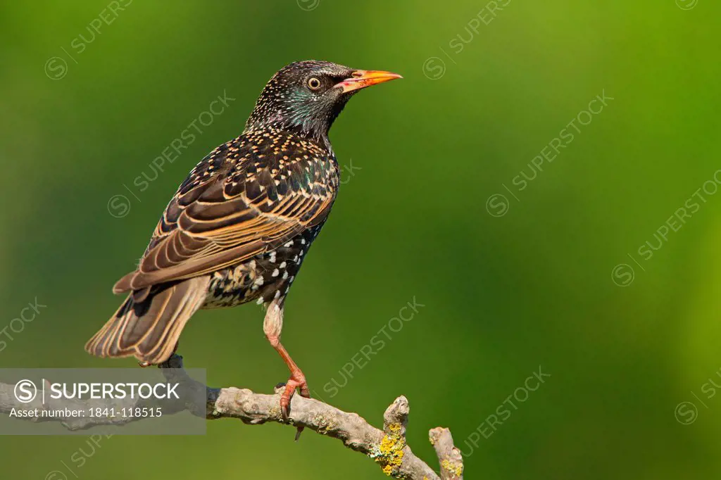 Common Starling Sturnus vulgaris perching on twig