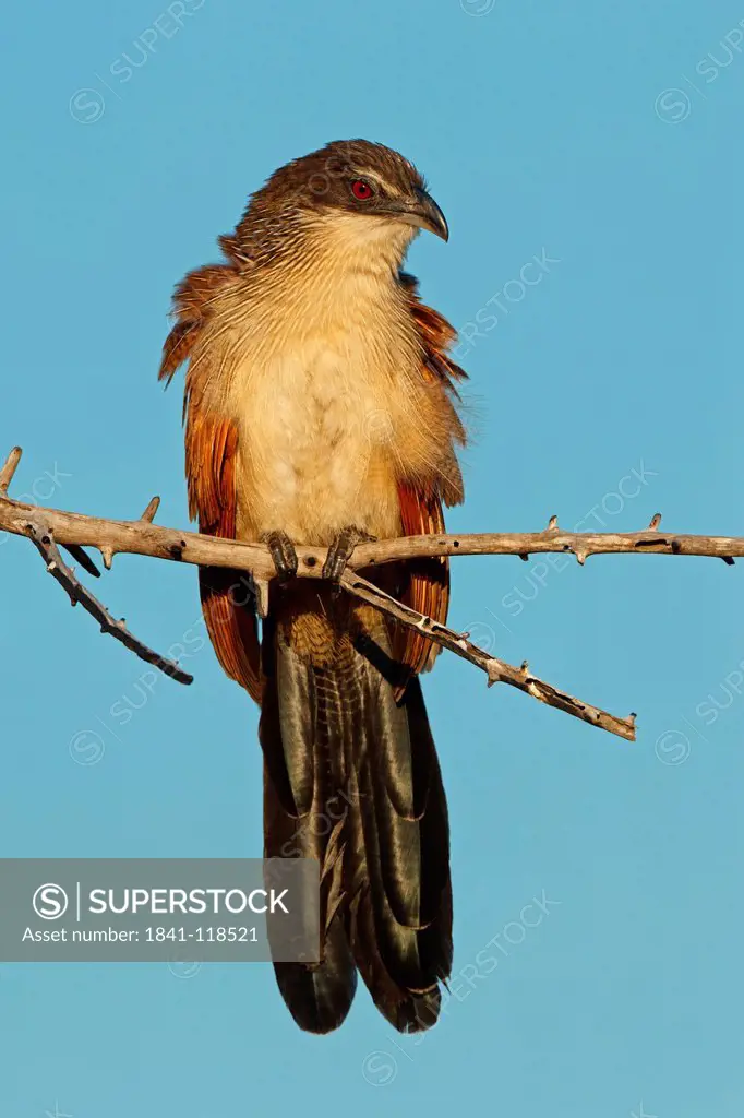 White_browed Coucal Centropus superciliosus burchelli perching on twig