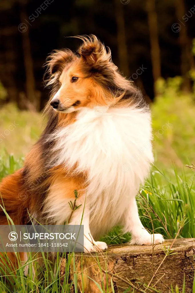 Collie on a meadow