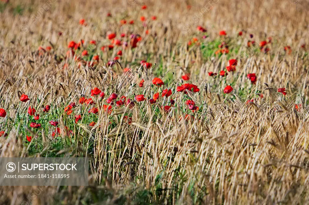 Barley field with blossoming corn poppy