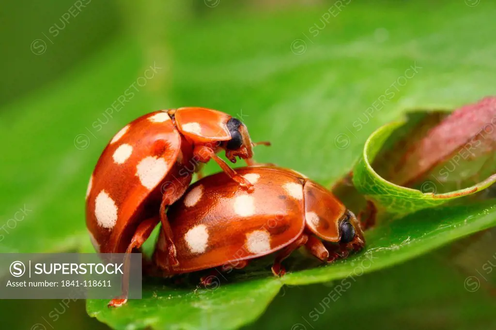 Orange ladybirds Halyzia sedecimguttata mating