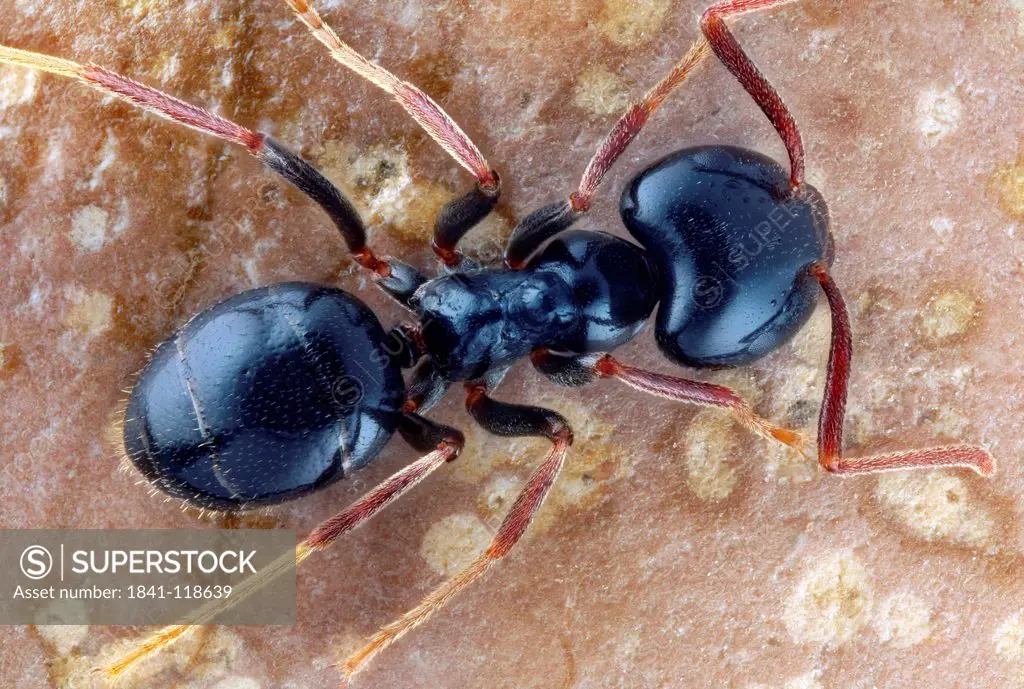Carpenter ant, macro shot