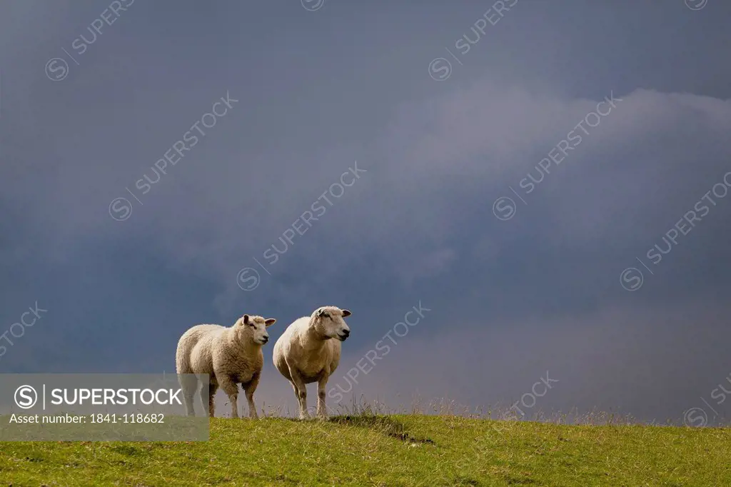 Two sheep on dyke