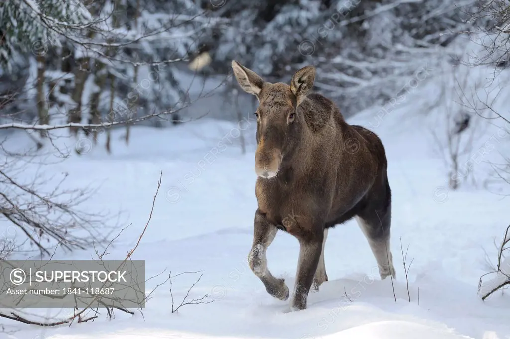 Moose Alces alces in snow