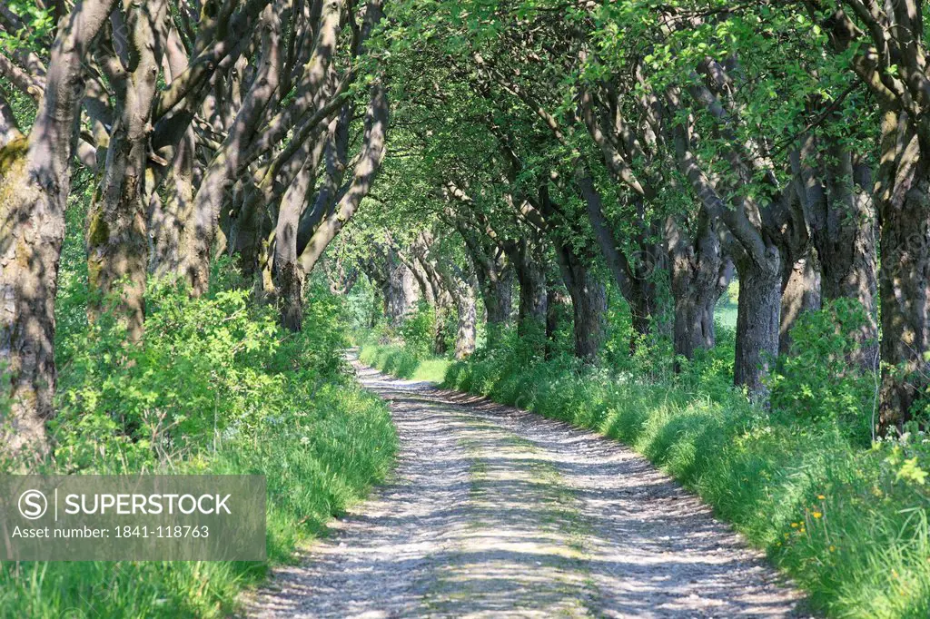 Swedish Whitebeam alley near Heuthen in Thuringia, Germany
