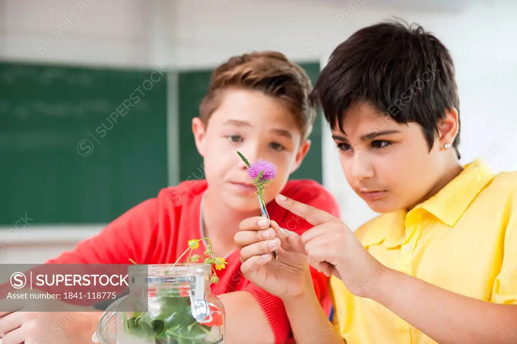 Two schoolboys examining blossoms in classroom