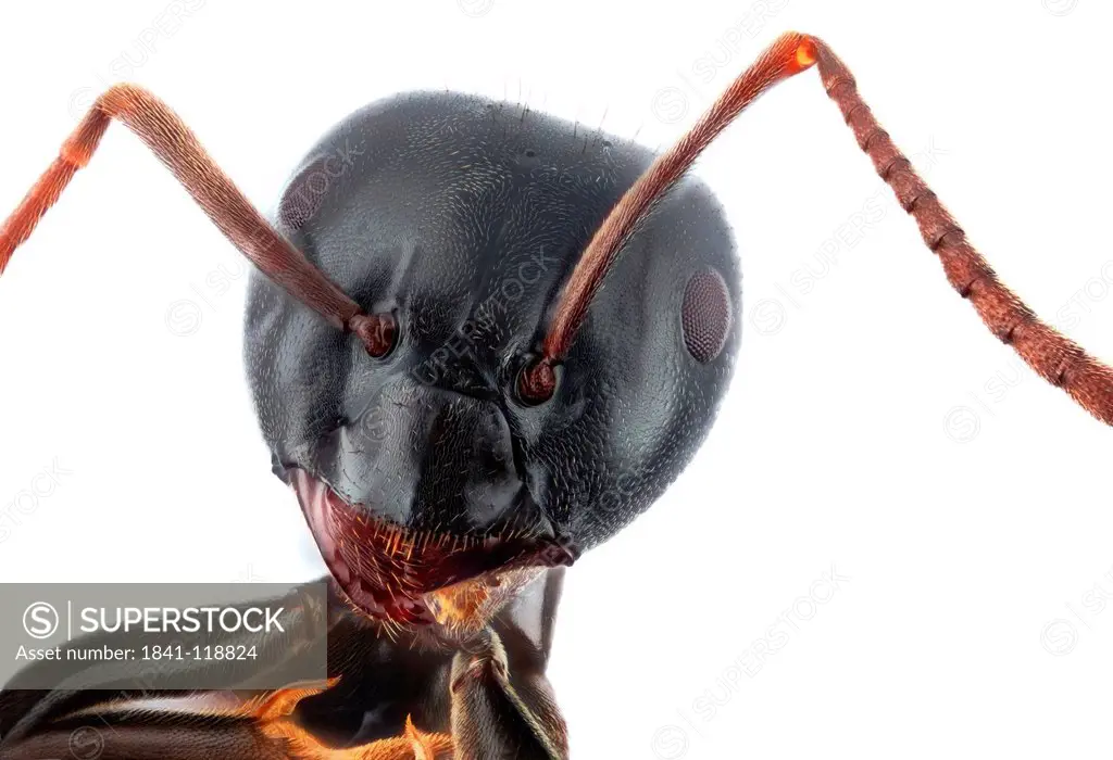 Head of a carpenter ant, macro shot