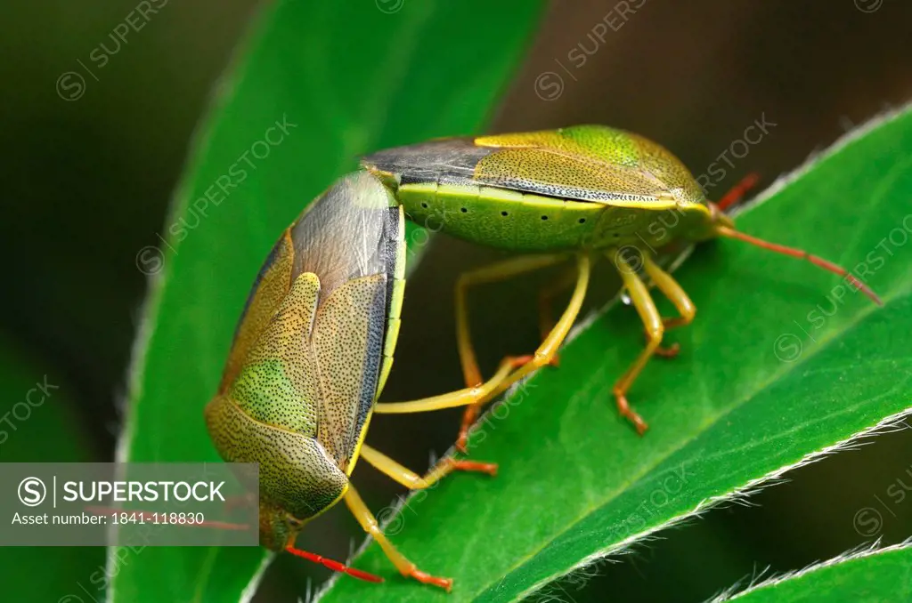 Green shield bug Palomena prasina mating