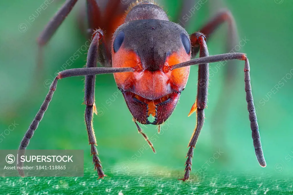 Red wood ant Formica pratensis, macro shot