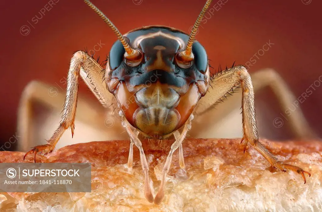 Head of a house cricket Acheta domestica on bread, macro shot