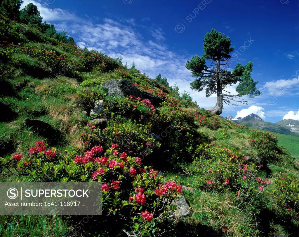 Swiss Pine and flowers in alpine landscape, Kuehtai, Austria