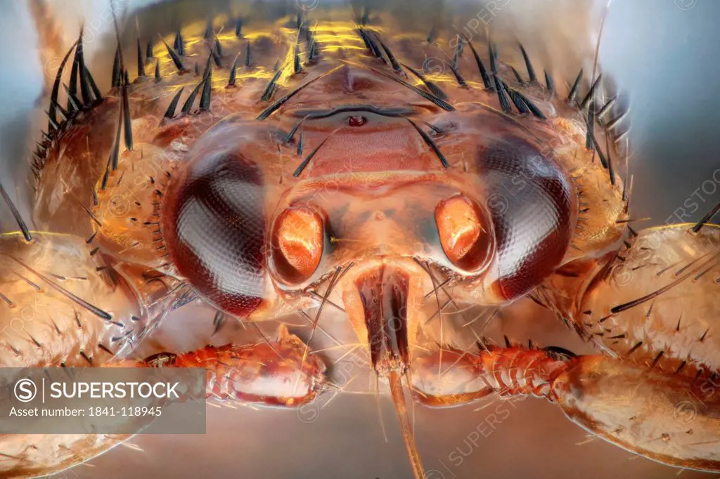 Head of a deer fly Lipoptena cervi, macro shot