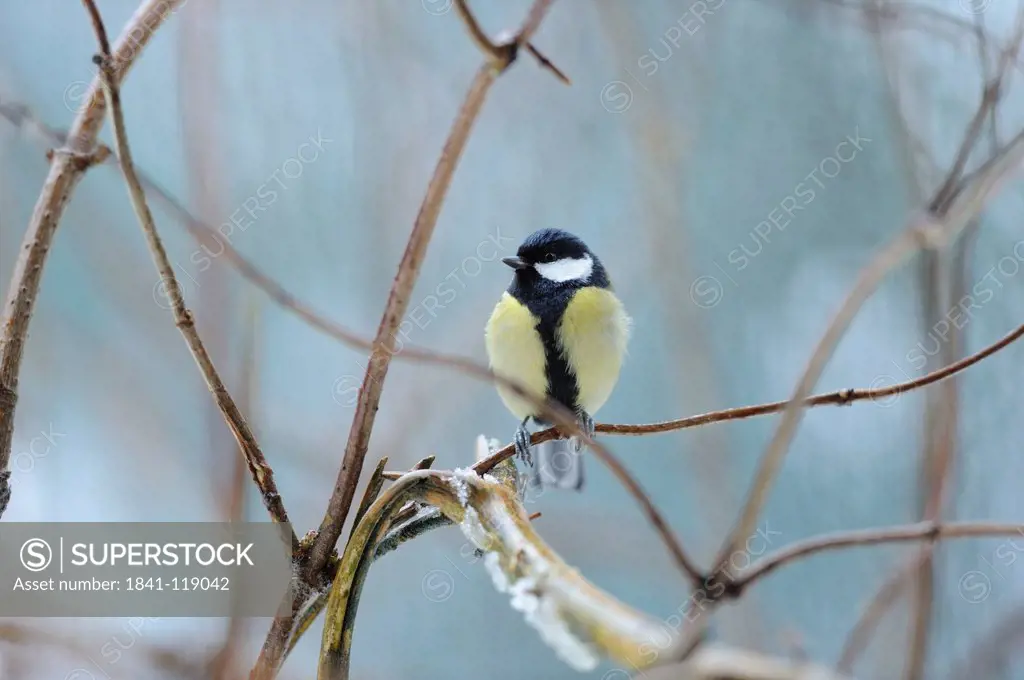 Great Tit Parus major perching on branch