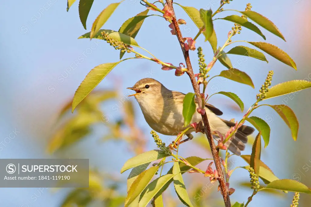 Willow Warbler Phylloscopus trochilus perching on branch