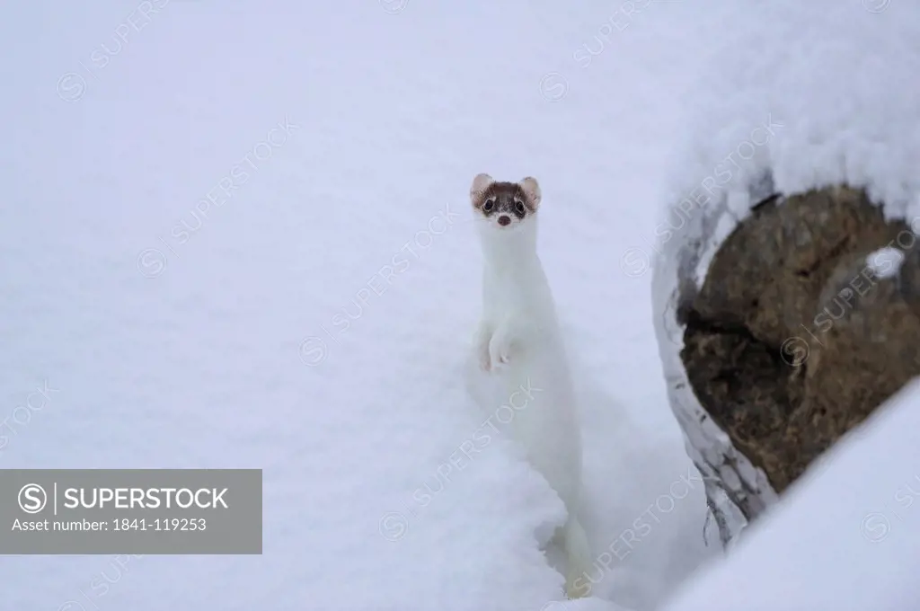 Least weasel Mustela nivalis in snow