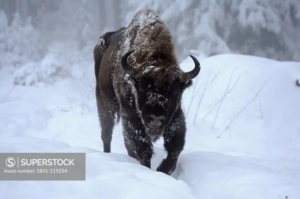 Wisent Bison bonasus in snow