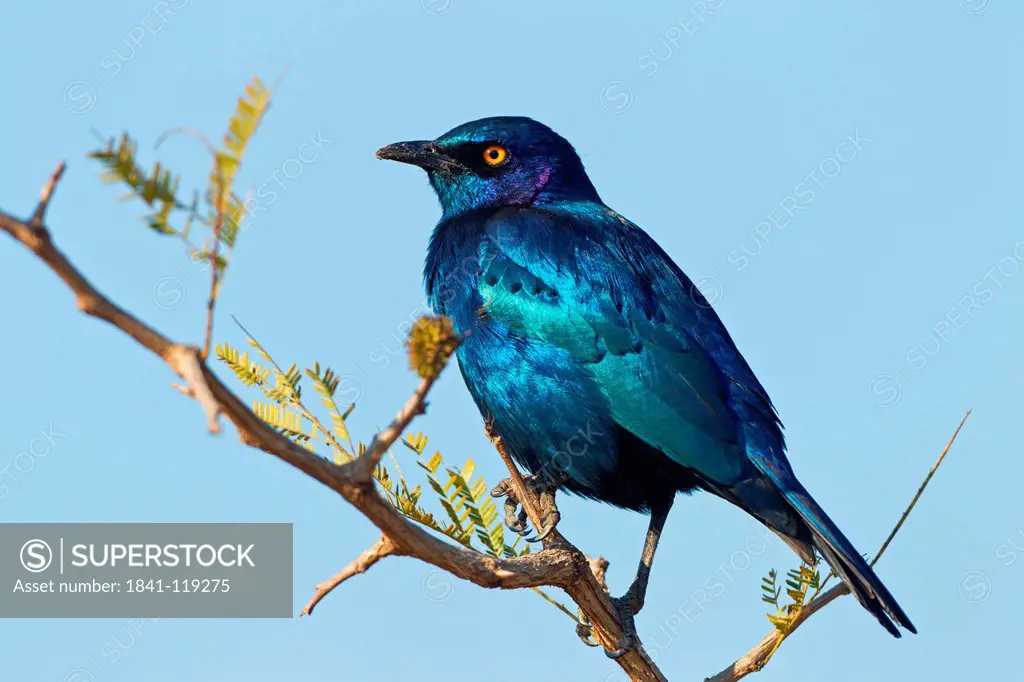 Red_shouldered Glossy Starling Lamprotornis nitens perching on twig