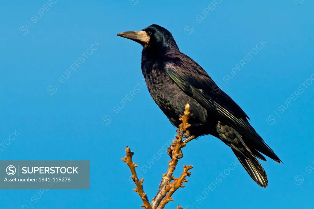 Rook Corvus frugilegus perching on twig