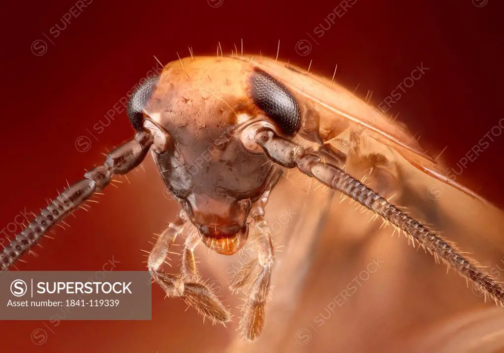 Head of a cockroach, macro shot