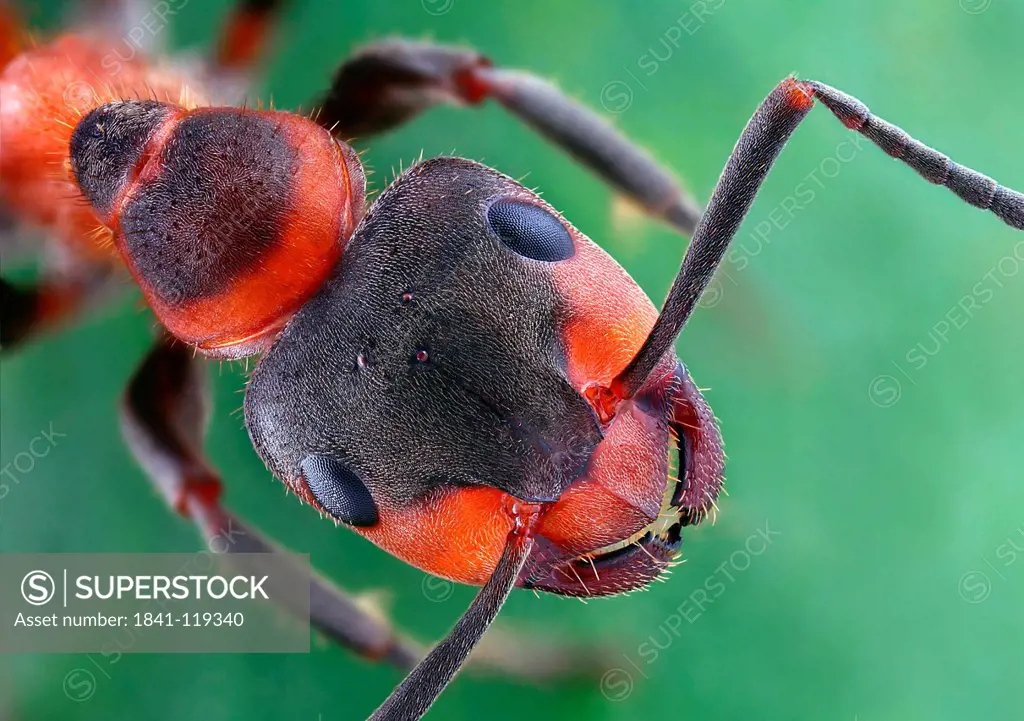 Red wood ant Formica pratensis, macro shot