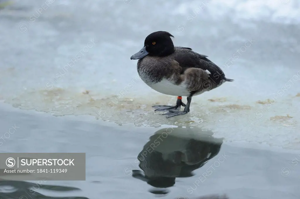 Tufted Duck Aythya fuligula by the water in winter