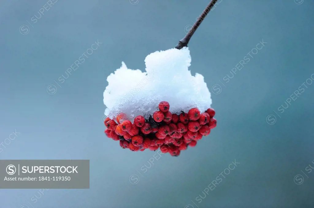 Fruit of the Rowan in winter
