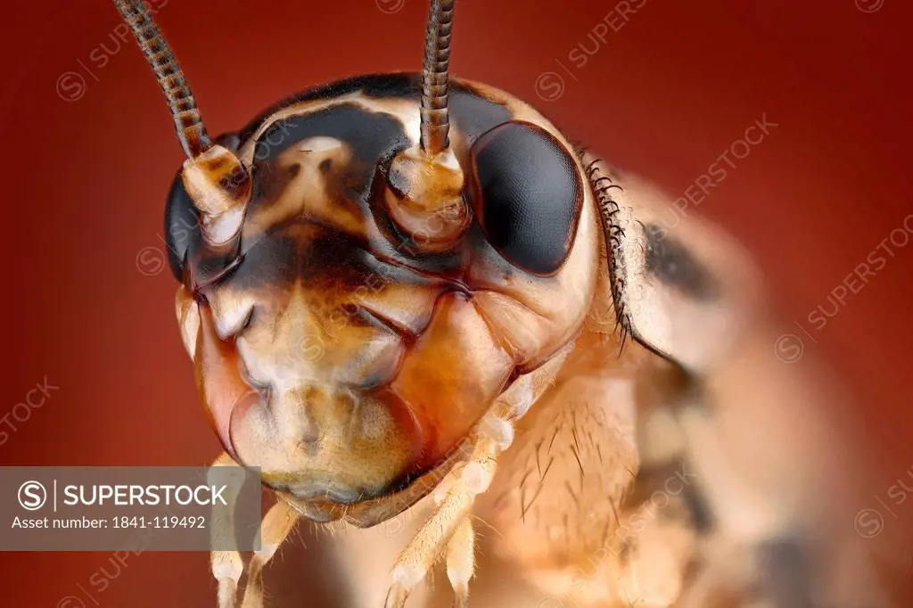 Head of a house cricket Acheta domestica, macro shot