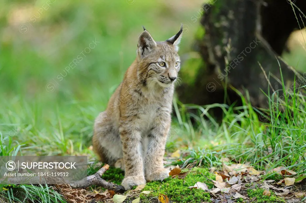 Young Eurasian Lynx Lynx lynx