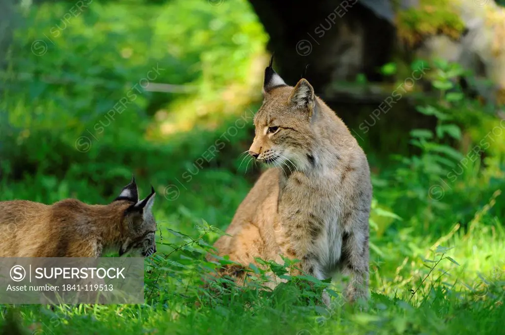 Eurasian Lynx Lynx lynx with young