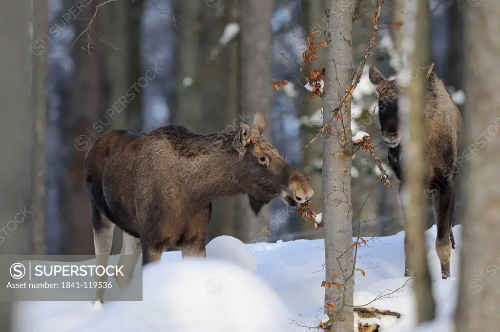 Two moose Alces alces in forest in winter